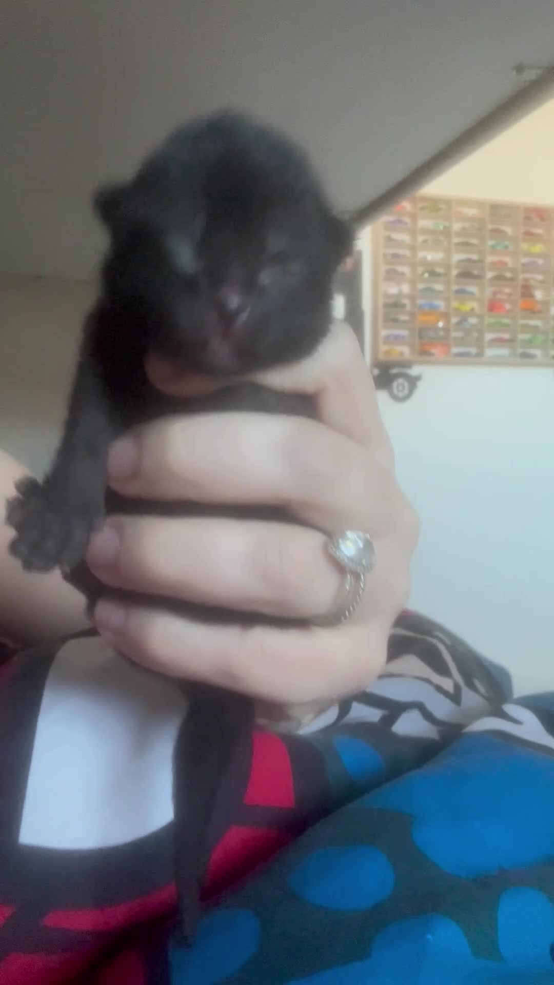 British Shorthair cats for sale: 3 kittens British shorthair 2 male 1 female  in Waterlooville - Video 1