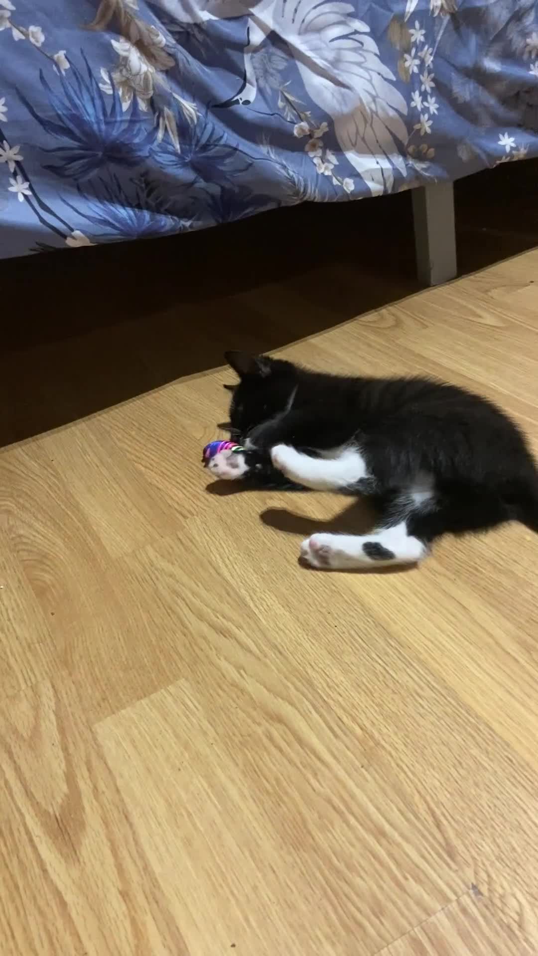 European cats for sale: Male kittens looking for loving Homes - Video 1