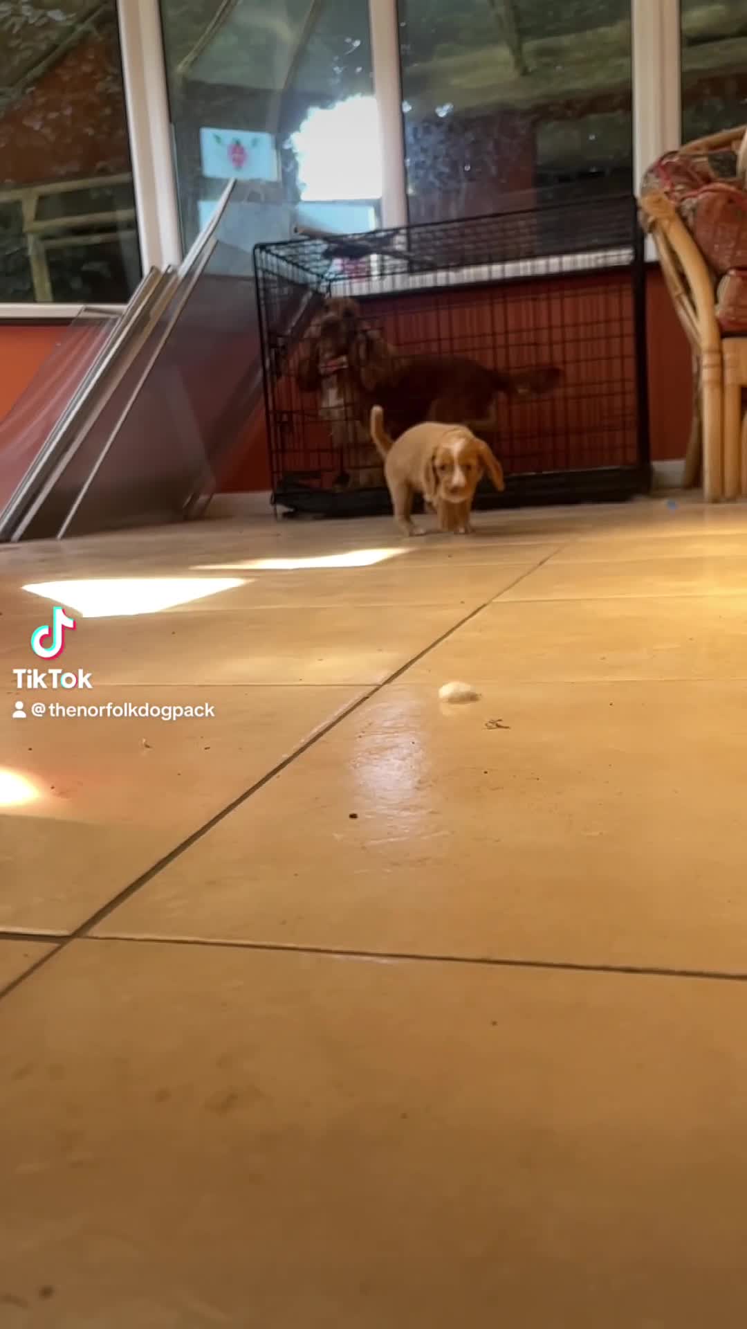 Cocker Spaniel dogs for sale: READY TO LEAVE COCKER SPANIEL FEMALE AVAILABLE  - Video 1