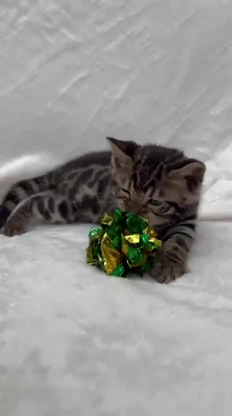 Bengal cats for sale: ❤️ GORGEOUS PURE BENGAL KITTENS ❤️ - Video 1