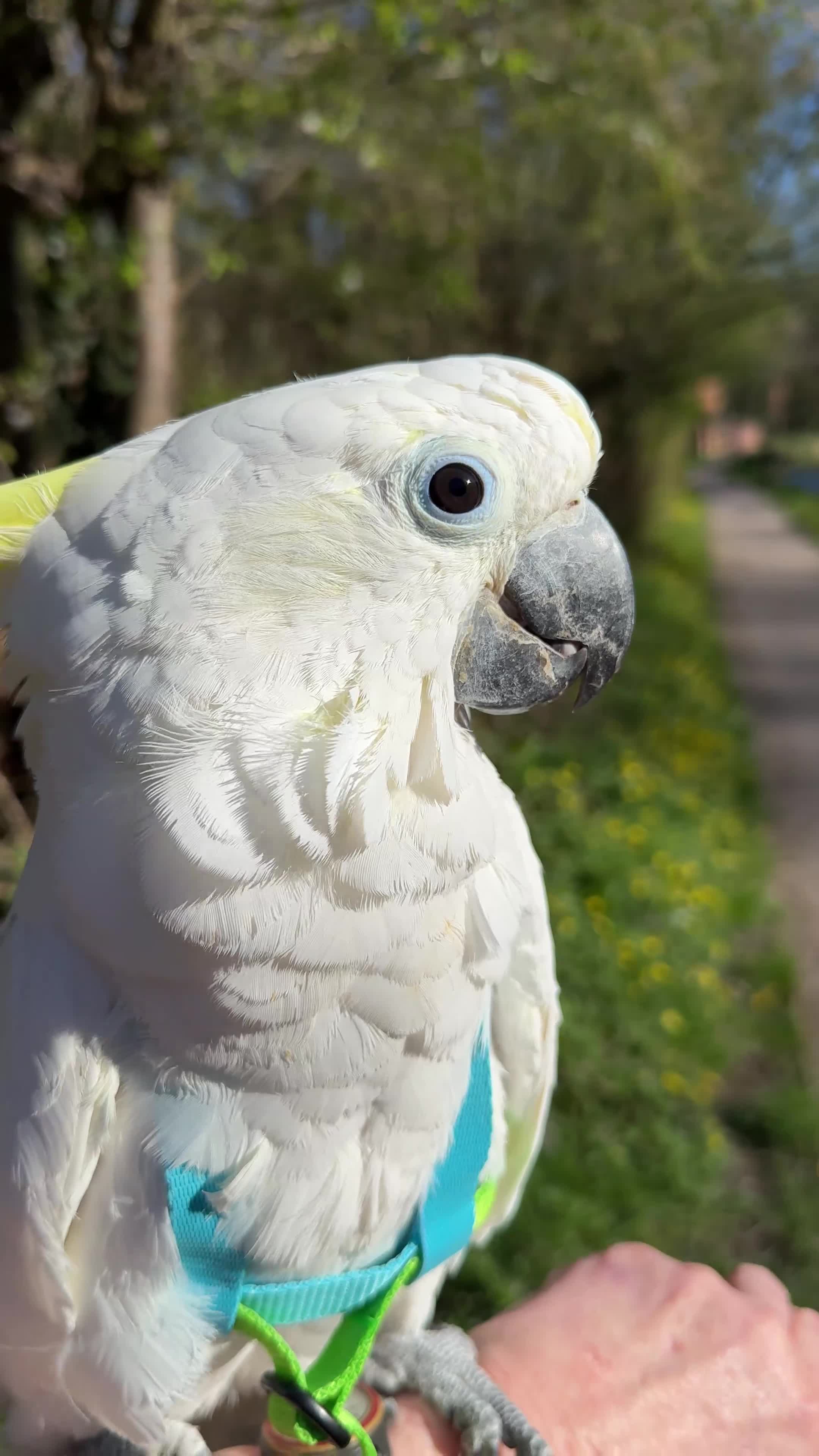 Cockatoo birds for sale: Triton Cockatoo - Beautiful Tame Trained & Social  in Stroud - Video 1