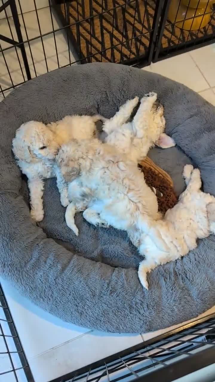 Standard Poodle dogs for sale: Standard poodle  in Hinckley - Video 1