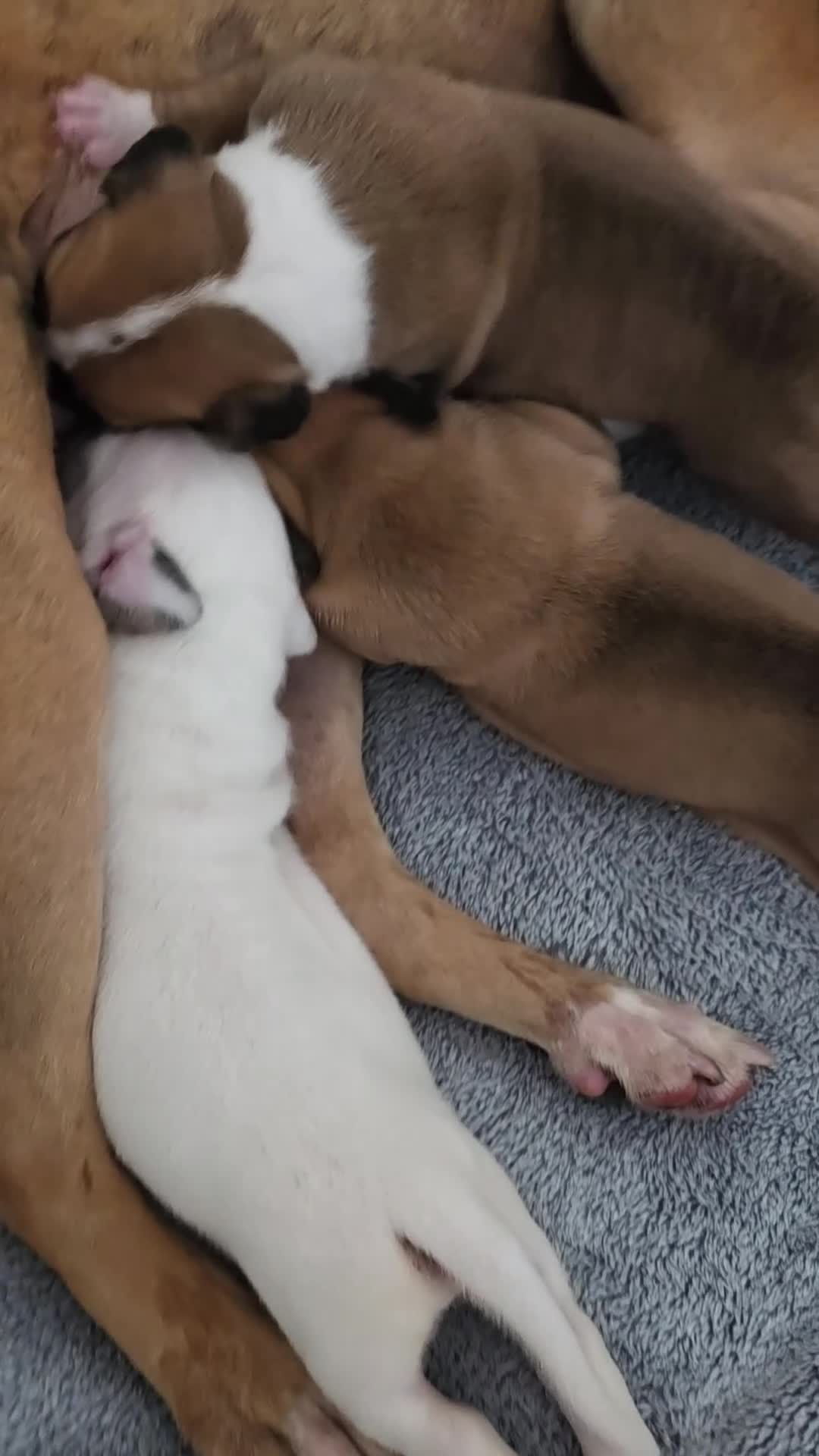 American Bulldog dogs for sale: American bull.dog puppies  in Wigan - Video 2