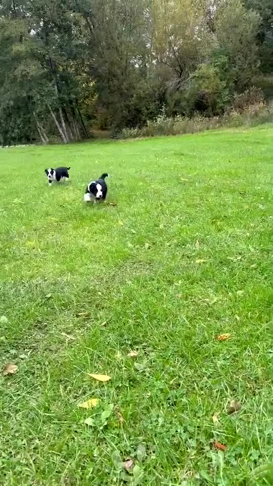 Border Collie dogs for sale: Border collies puppies - Video 1