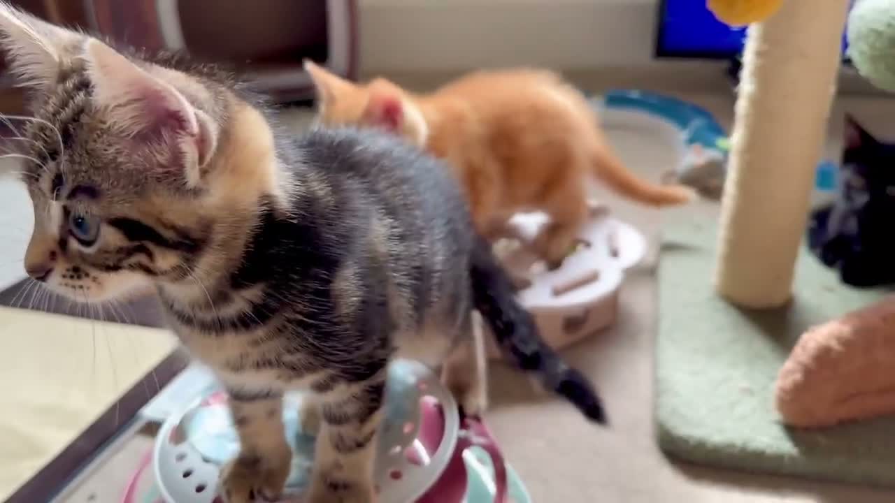 Mixed Breed cats for sale: Adorable bengal&tabby mix kittens  - Video 2