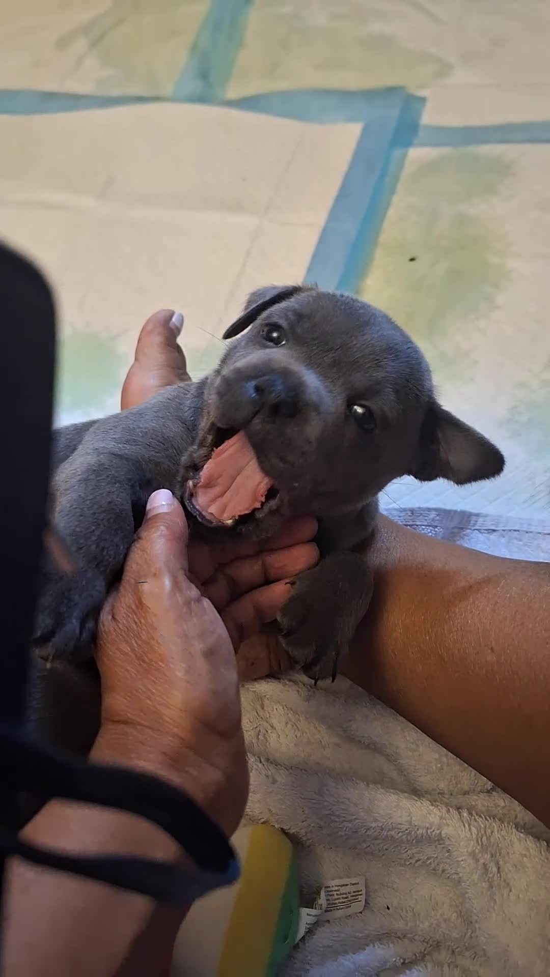 Staffordshire Bull Terrier dogs for sale: Staffordshire ball terrier black brindle female - Video 4