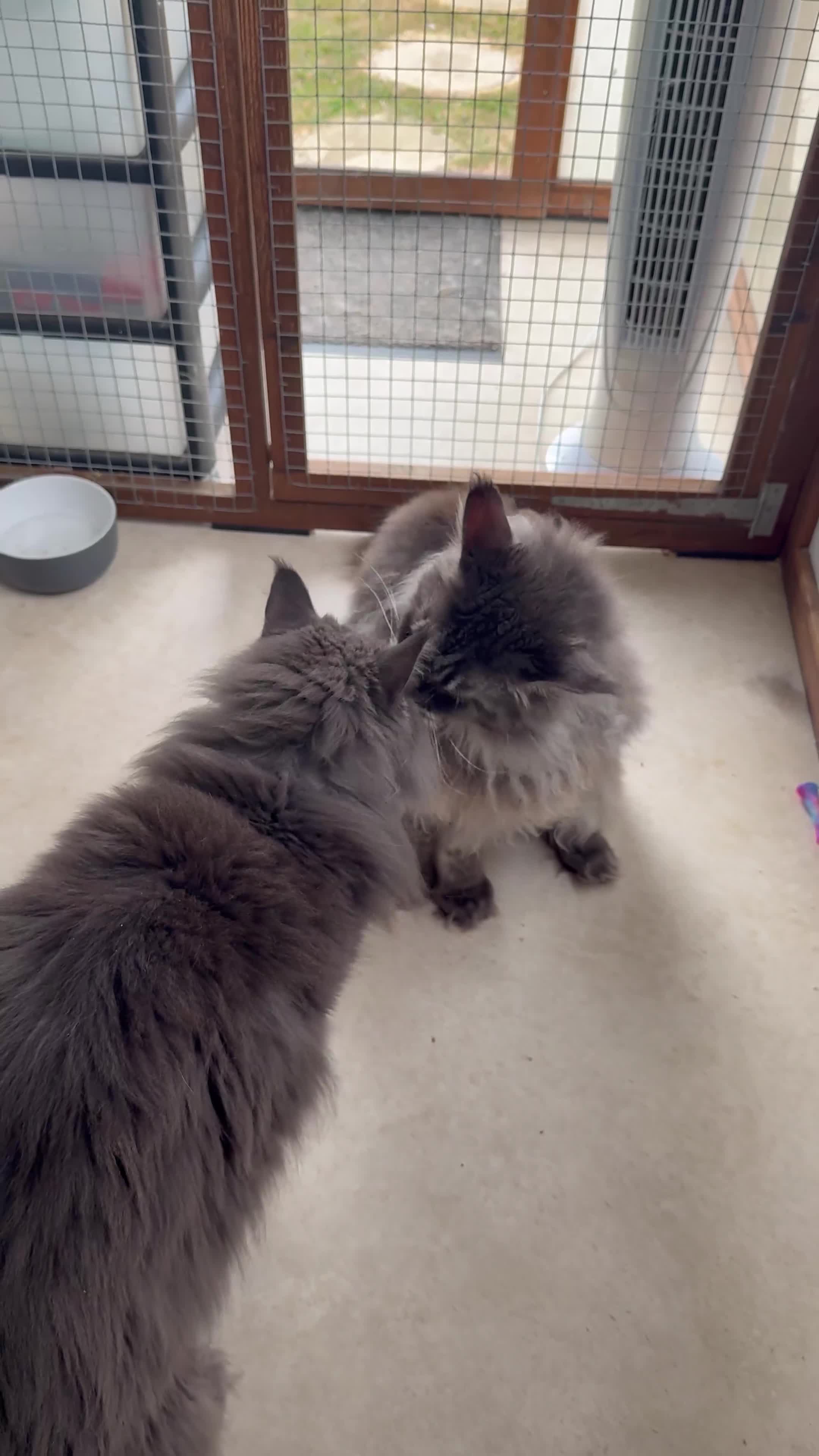 Maine Coon cats for sale: 2 MAINE COON BOYS - TO BE HOMED TOGETHER - Video 1