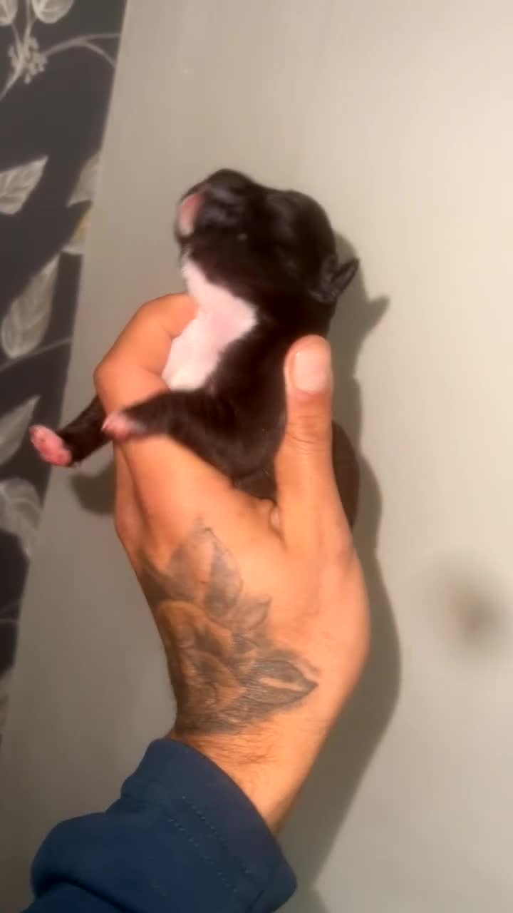 Mixed Breed dogs for sale: Gorgeous litter of frenchieXpocket bully  - Video 4