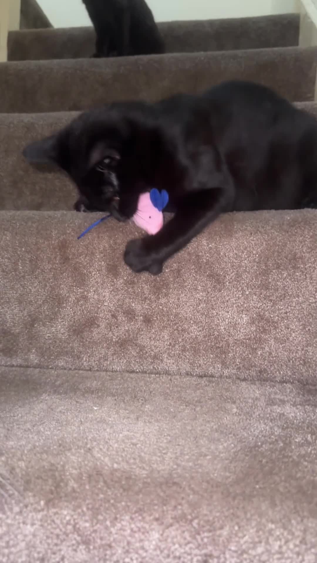 Mixed Breed cats for sale: Lovely and playful kittens - Video 1