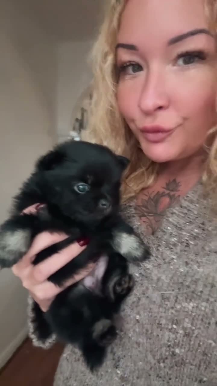 Pomchi dogs for sale: Stunning super friendly laidback little girl  - Video 2