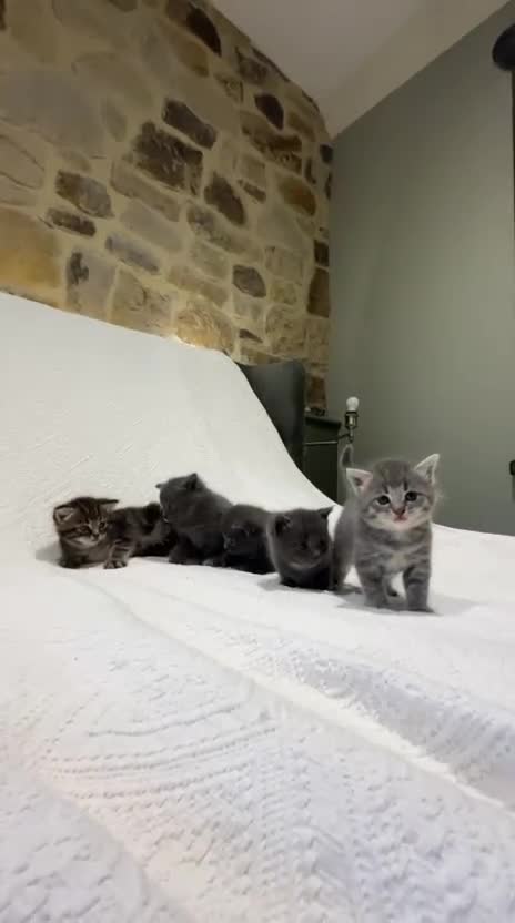 Maine Coon cats for sale: Maine coon x bsh. READY 14th BUT CAN HOLD - Video 2