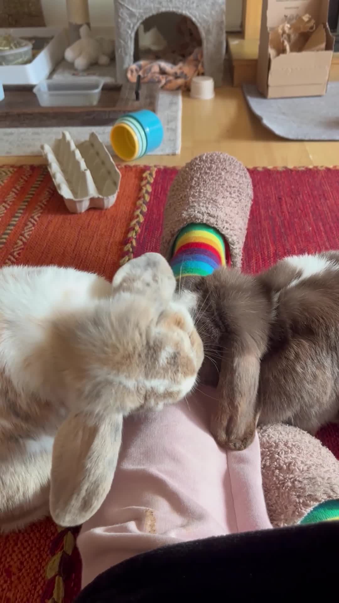 Mini Lop rabbits for sale: Rupert & Ruby – Looking for a Loving Forever Home  - Video 1
