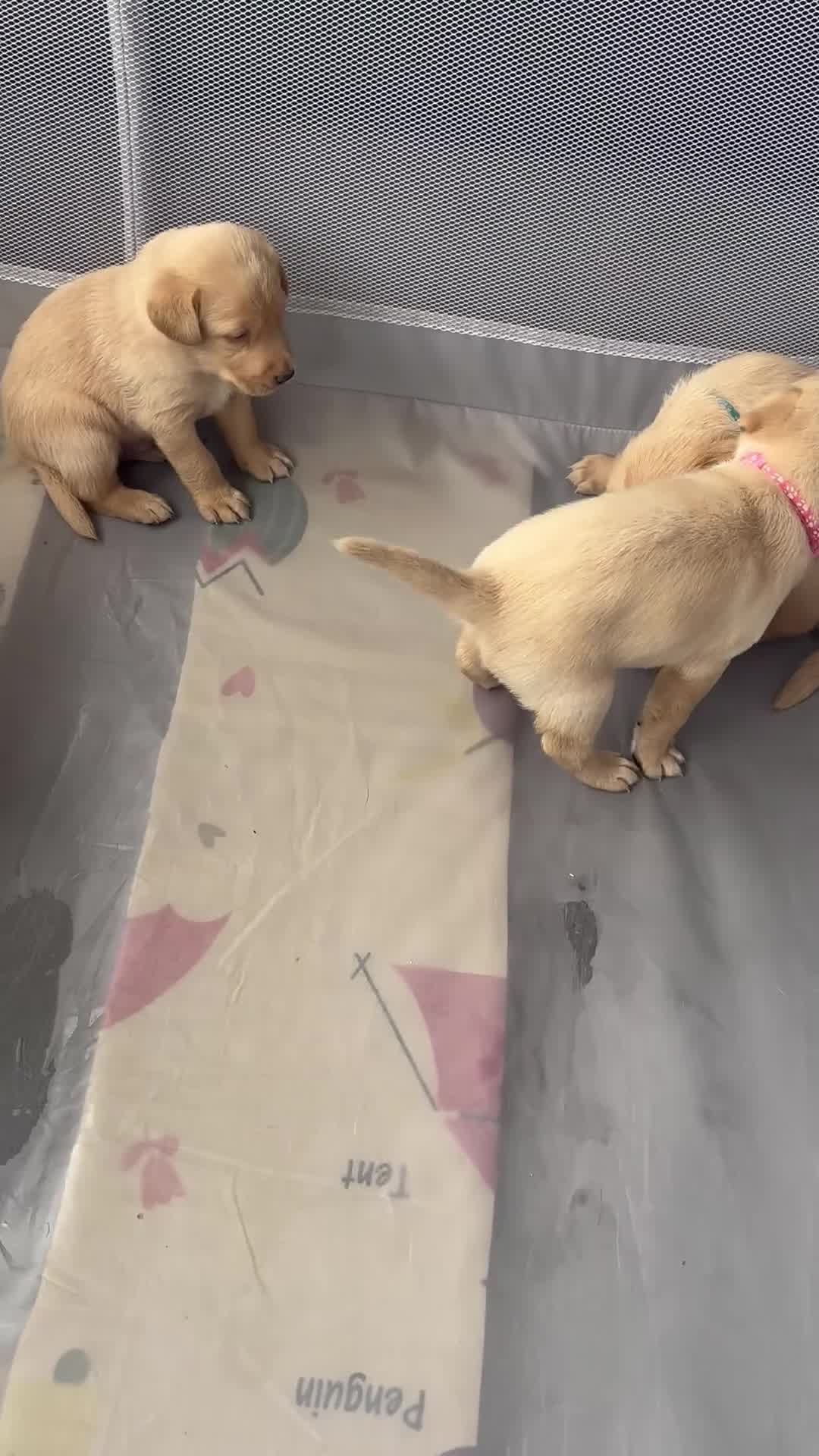 Labrador Retriever dogs for sale: KC registered Labrador puppies - Video 1