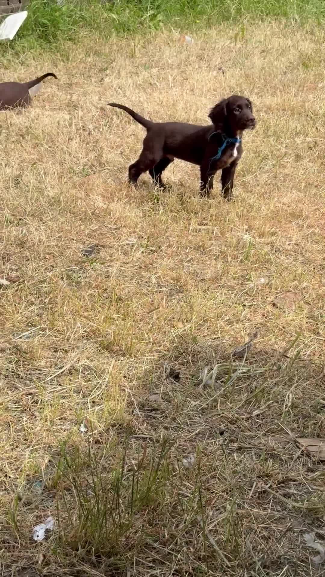 Cocker Spaniel dogs for sale: This weekend only all pups £600 each - Video 3