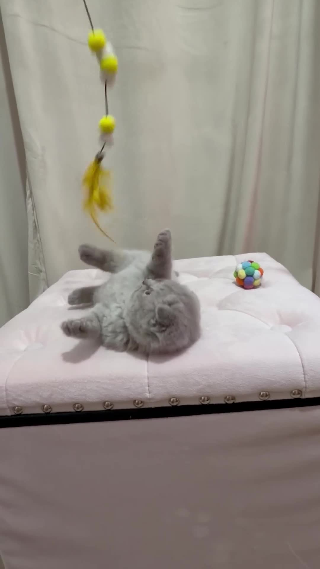 Scottish Fold cats for sale: Scottish Fold/ Straight kitties  - Video 2