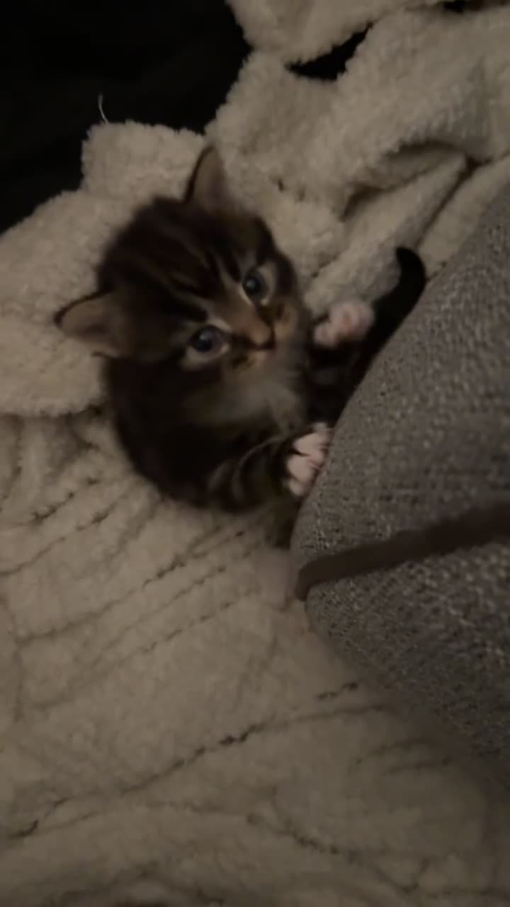 Mixed Breed cats for sale: 3 beautiful kittens  - Video 4