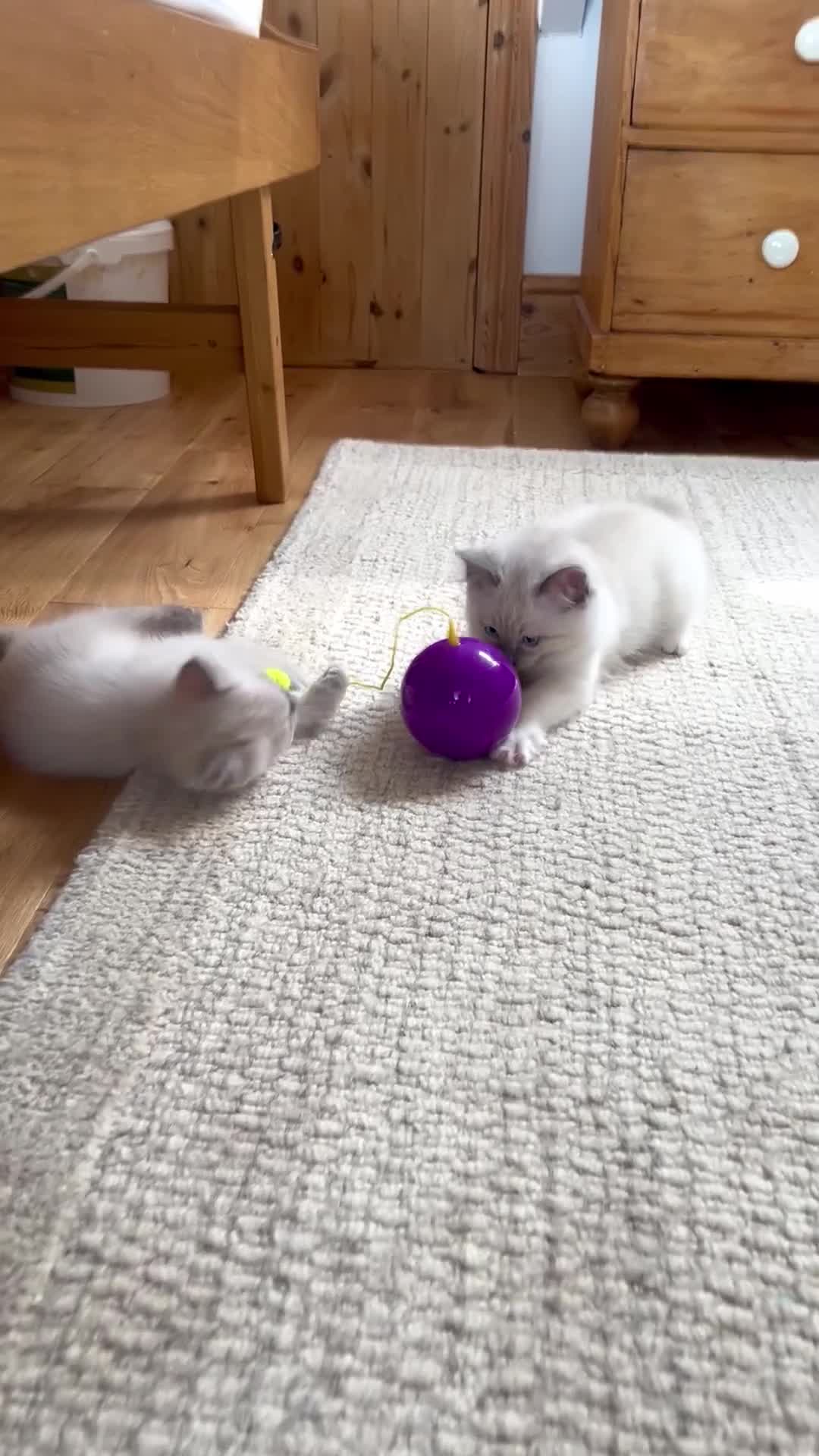 Ragdoll cats for sale:  Blue Ragdoll health tested ready now - Video 1