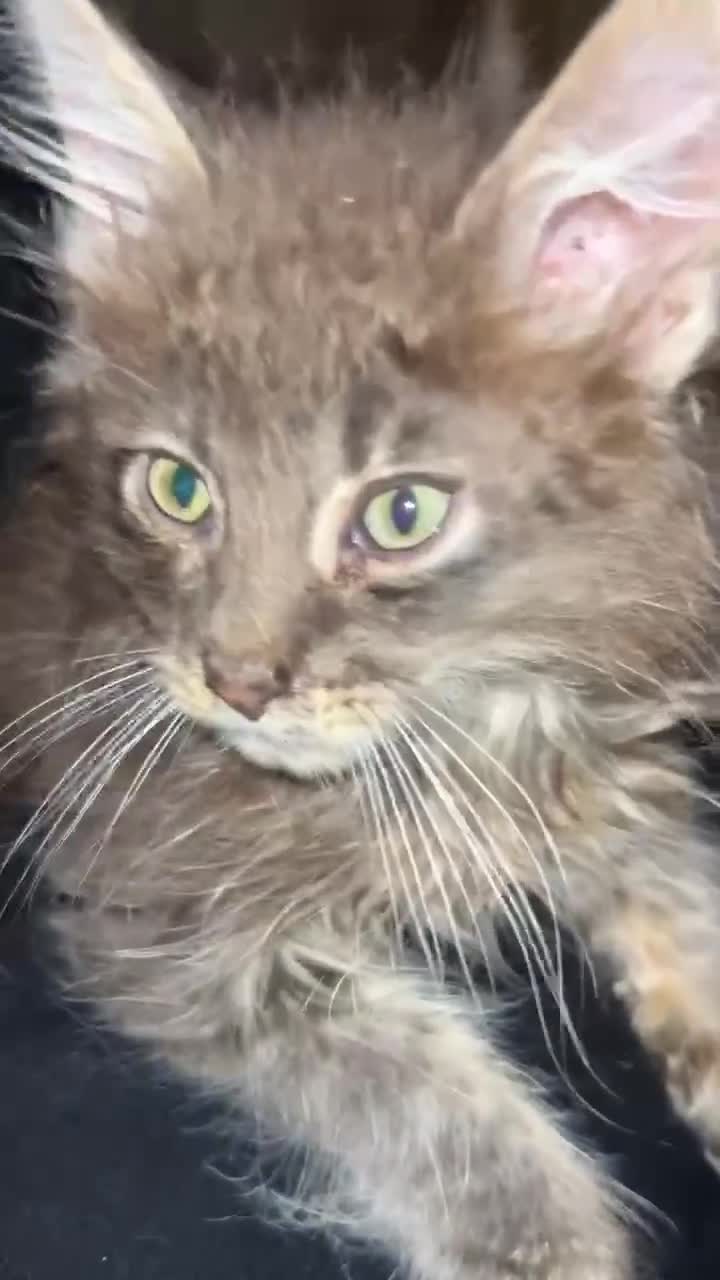 Maine Coon cats for sale: 2 Maine Coon Males  - Video 1