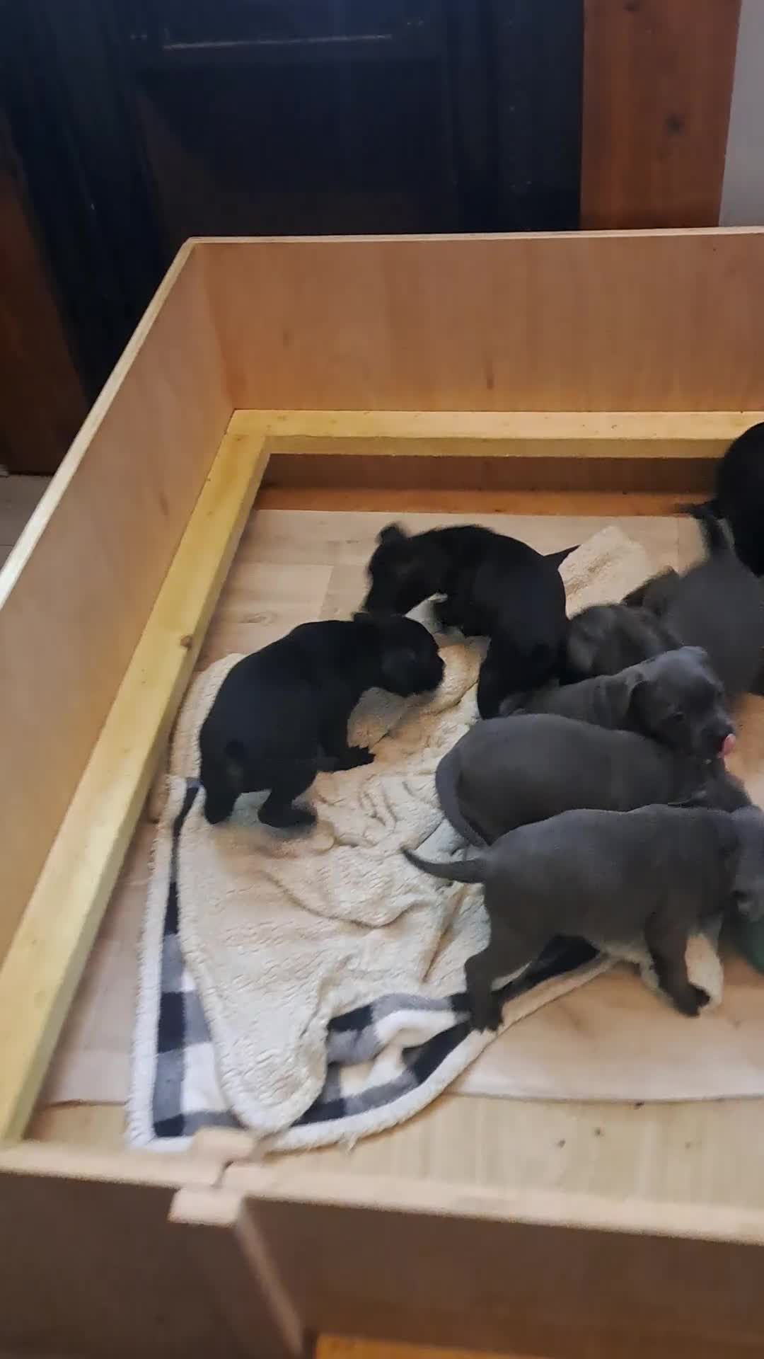 Staffordshire Bull Terrier dogs for sale: 1 stunning black female left 😍  - Video 2