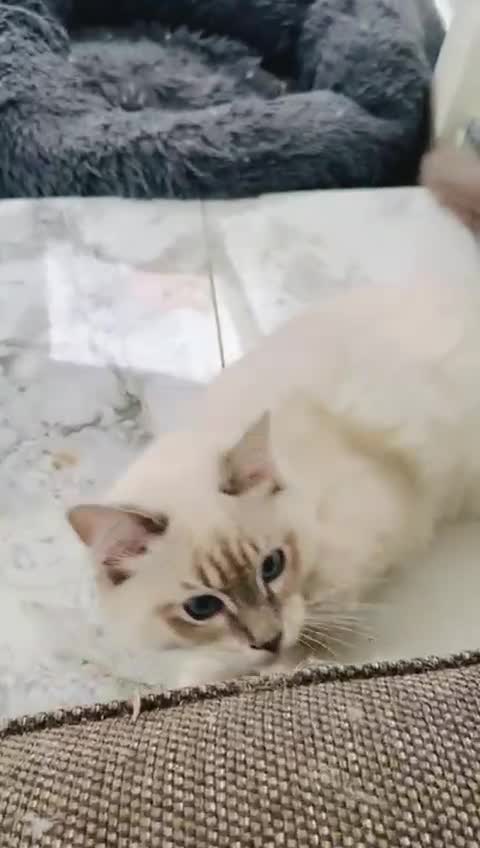 Ragdoll cats for sale: GCCF full pedigree ragdoll kittens  - Video 1
