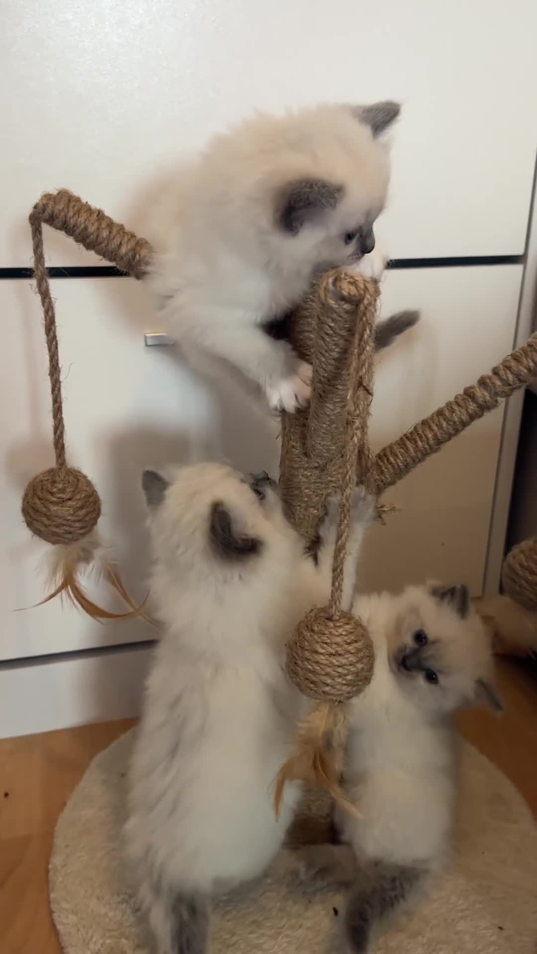 Ragdoll cats for sale: Exceptional Quality Ragdoll Kittens  - Video 1