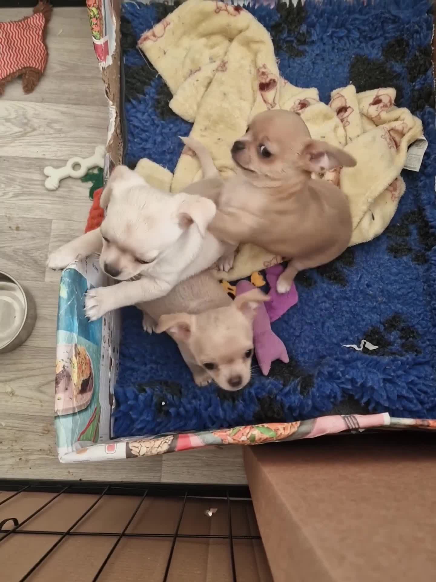 Chihuahua dogs for sale: Short-Haired Applehead Chihuahuas - Video 1