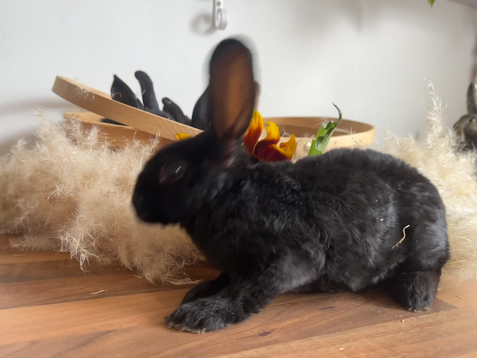 Mixed Breed rabbits for sale: Mixed breed bunnies for sale £30 each - Video 4