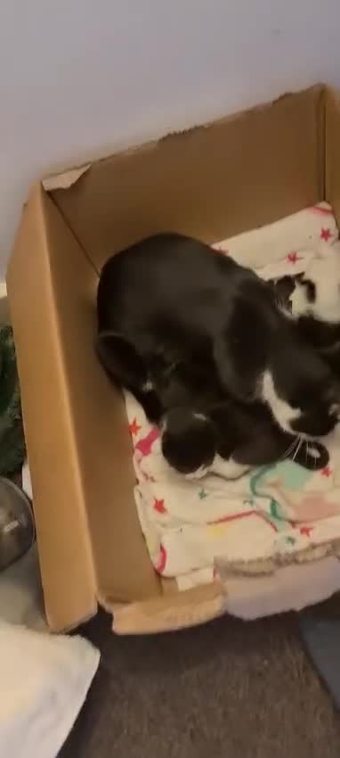 Mixed Breed cats for sale: 5 kittens ready to go to their forever homes  - Video 1