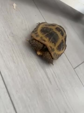 Tortoise reptiles for sale: Horse field tortoise  - Video 1