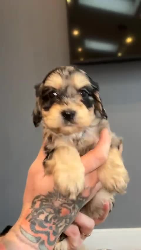 Cockapoo dogs for sale: 🩷 F1 Cockerpoo ready to go only 1 boy left  💙 - Video 5