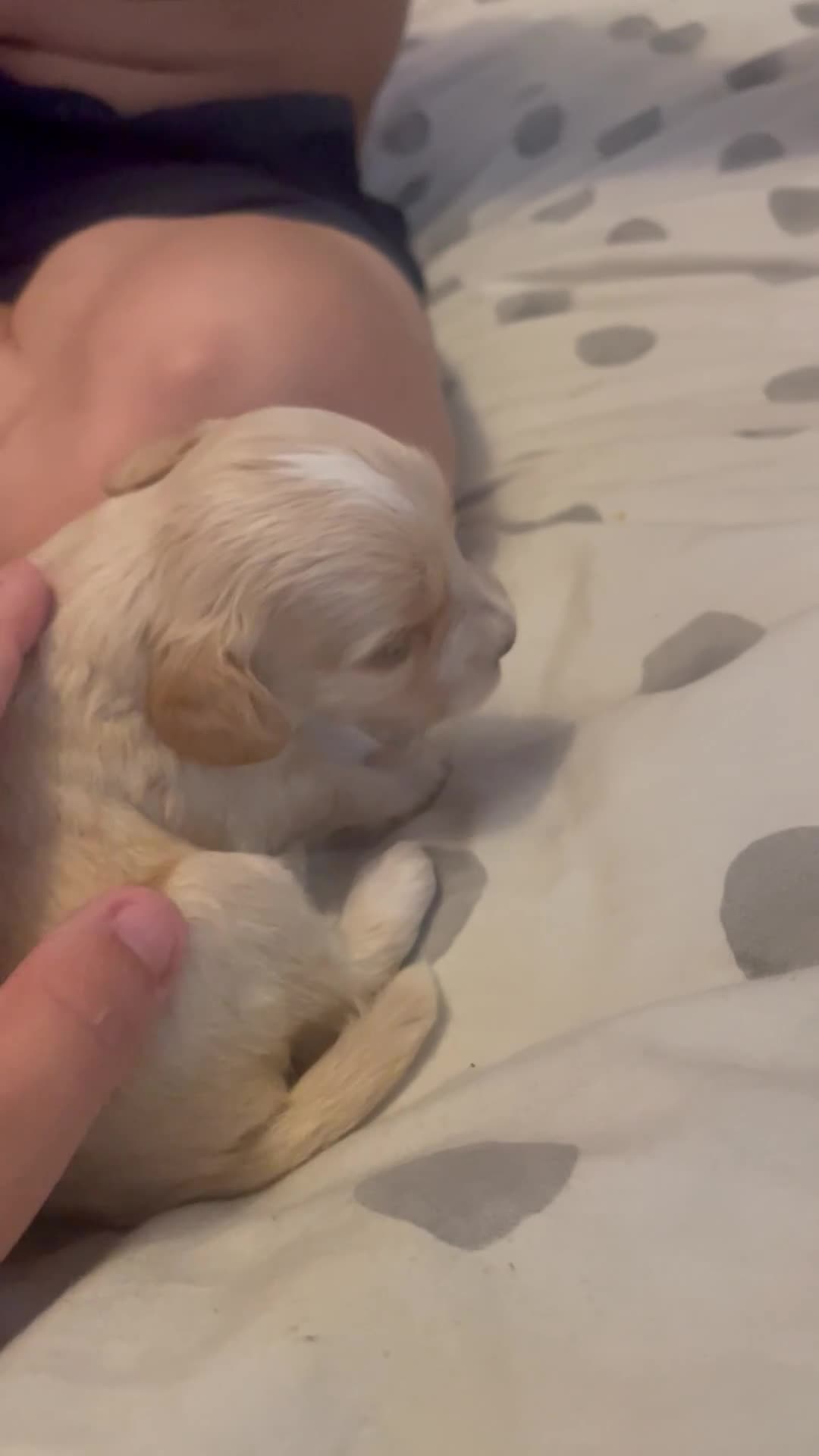 Mixed Breed dogs for sale: Cockapoo cross pups - Video 5
