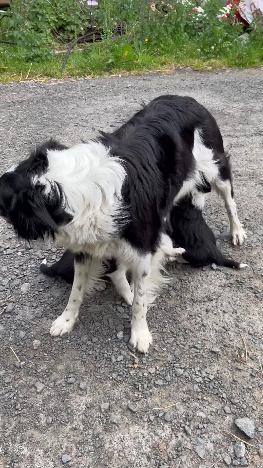 Border Collie dogs for sale: Working border collie pups  - Video 2