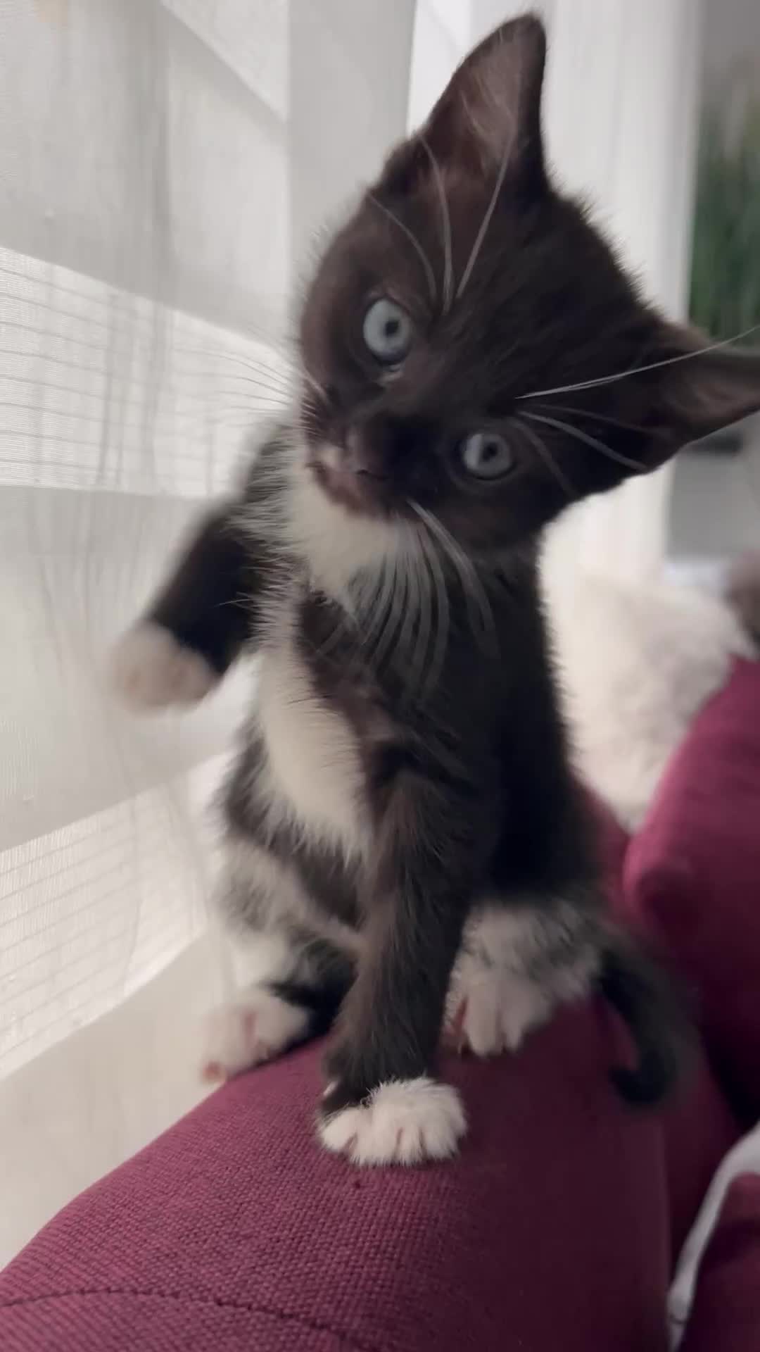 Mixed Breed cats for sale: Last Calico–Tortoiseshell British-Type Kitten - Video 1