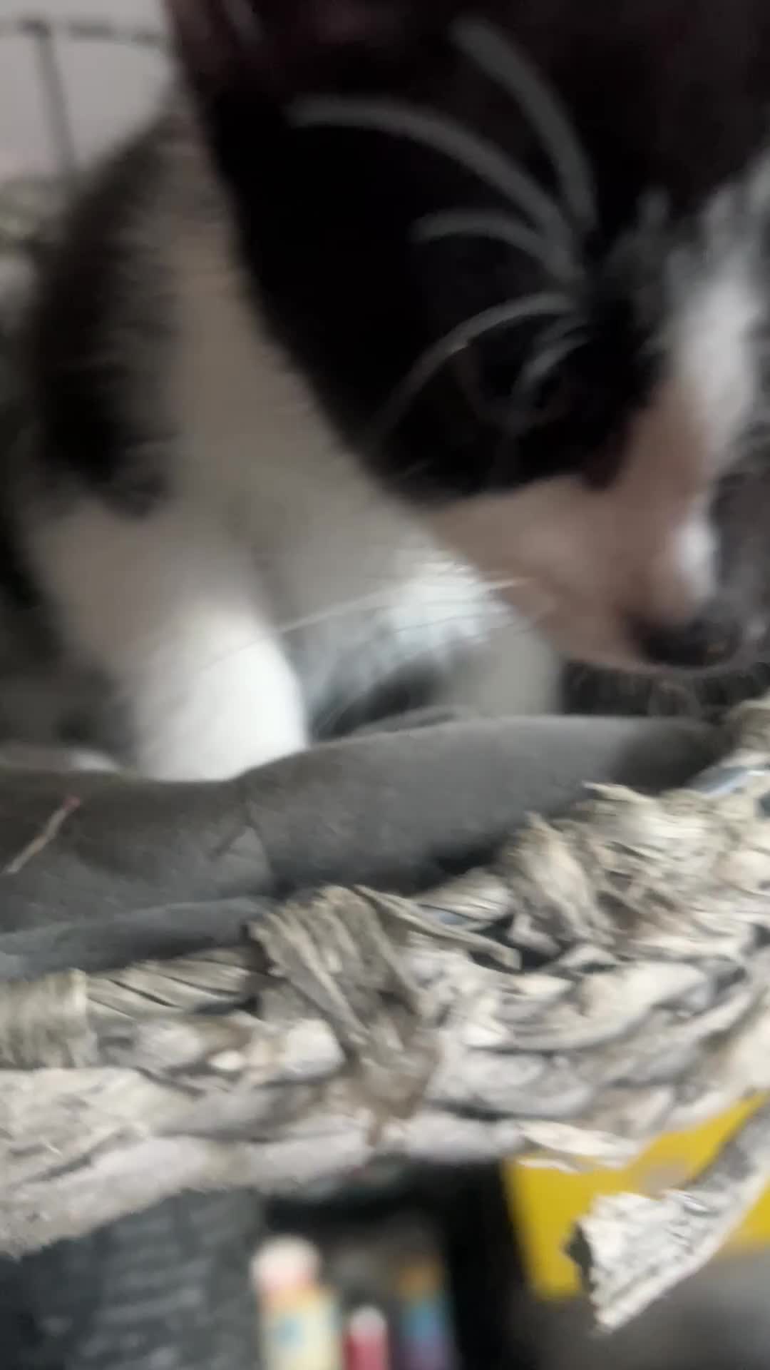 Mixed Breed cats for sale: Well-Socialised Kittens – Loving Homes Wanted - Video 3