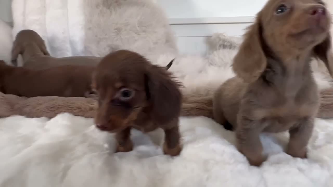 Miniature Dachshund dogs for sale: ✨MINI DACHSHUNDS ✨BOTH PARENTS KC✨ - Video 3