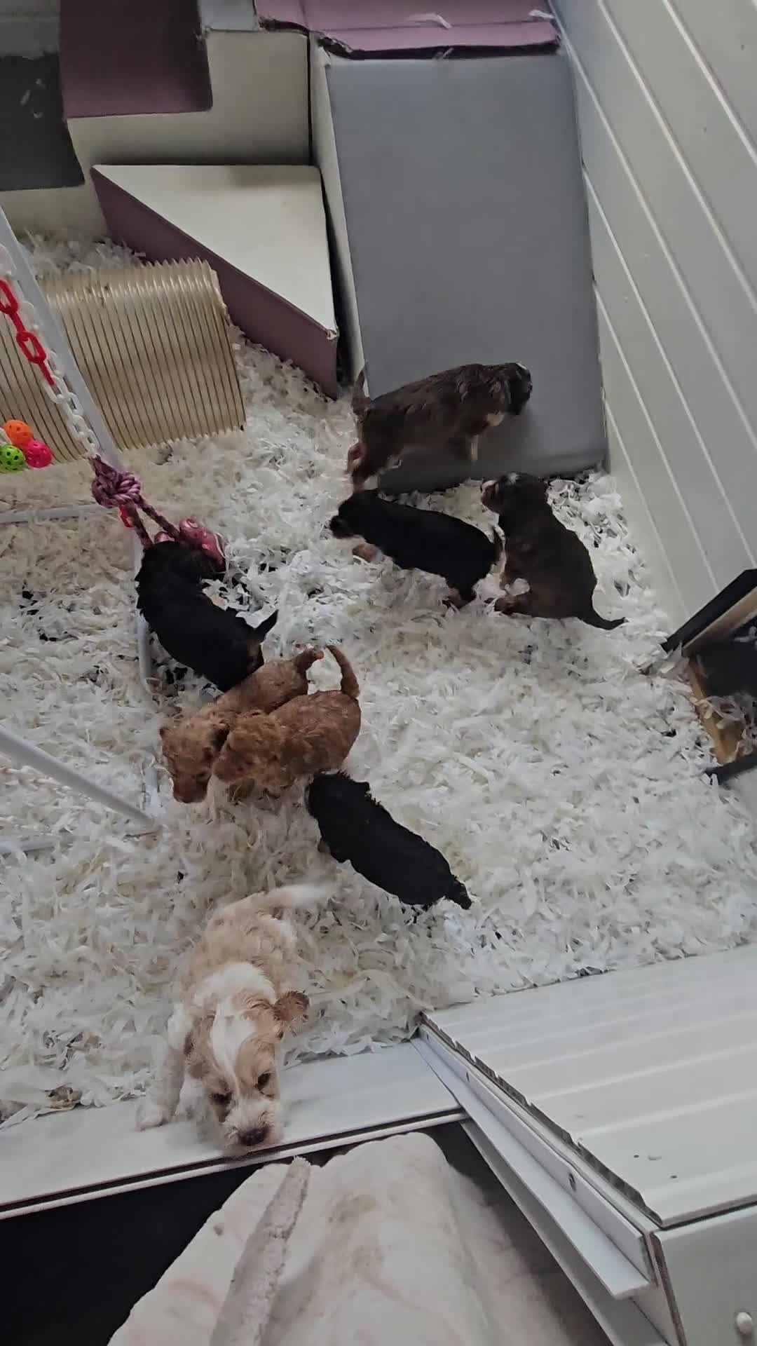 Cockapoo dogs for sale: F2 Cockapoo Puppies - Video 1