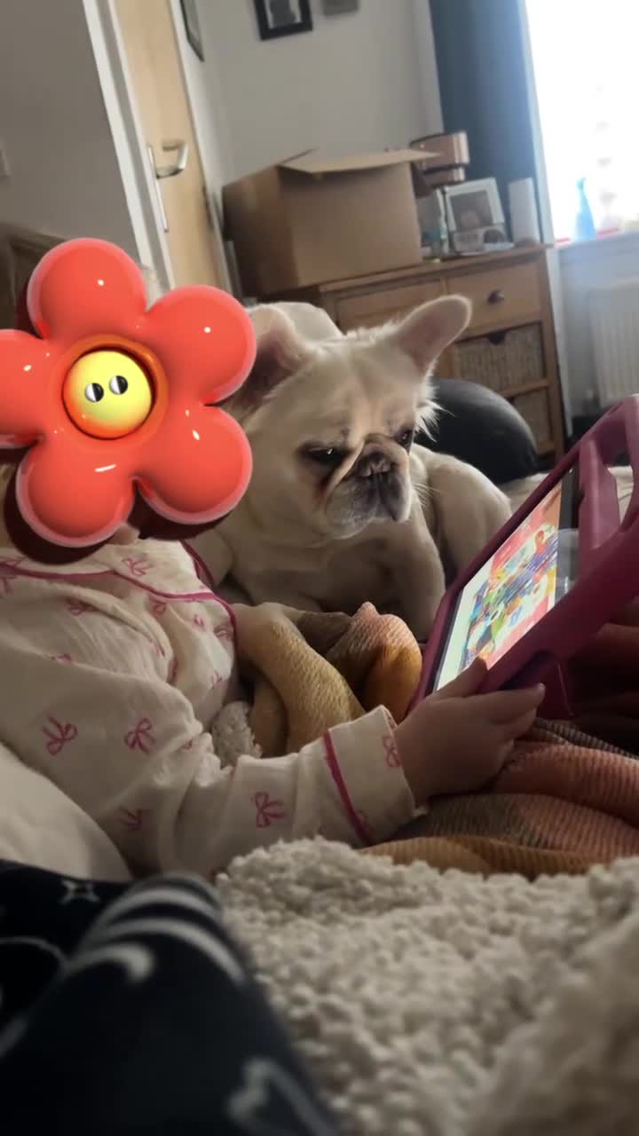 French Bulldog dogs for sale: Looking for a forever home for poppy  - Video 1