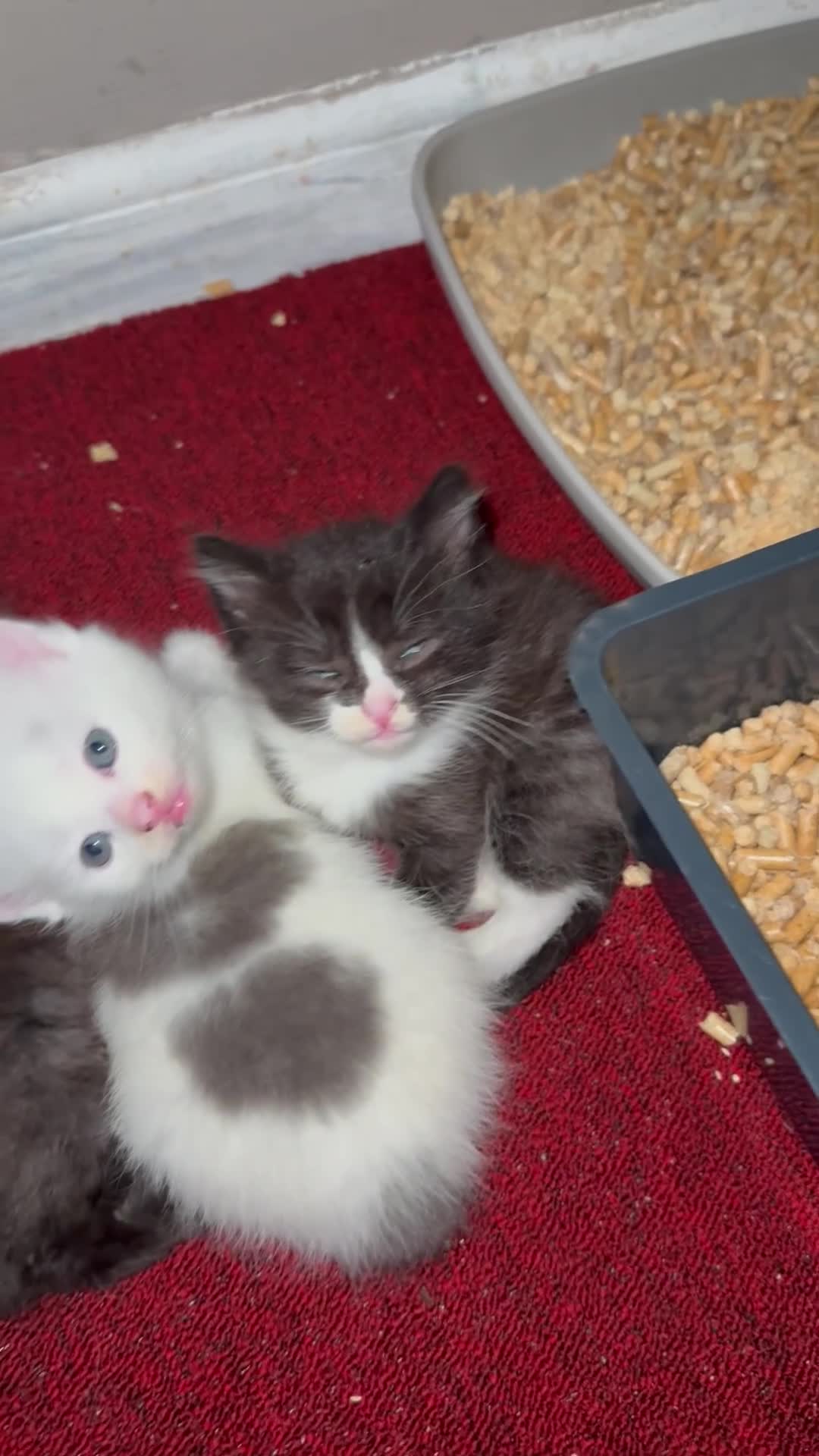 Mixed Breed cats for sale: One beautiful female kitten remaining  - Video 1