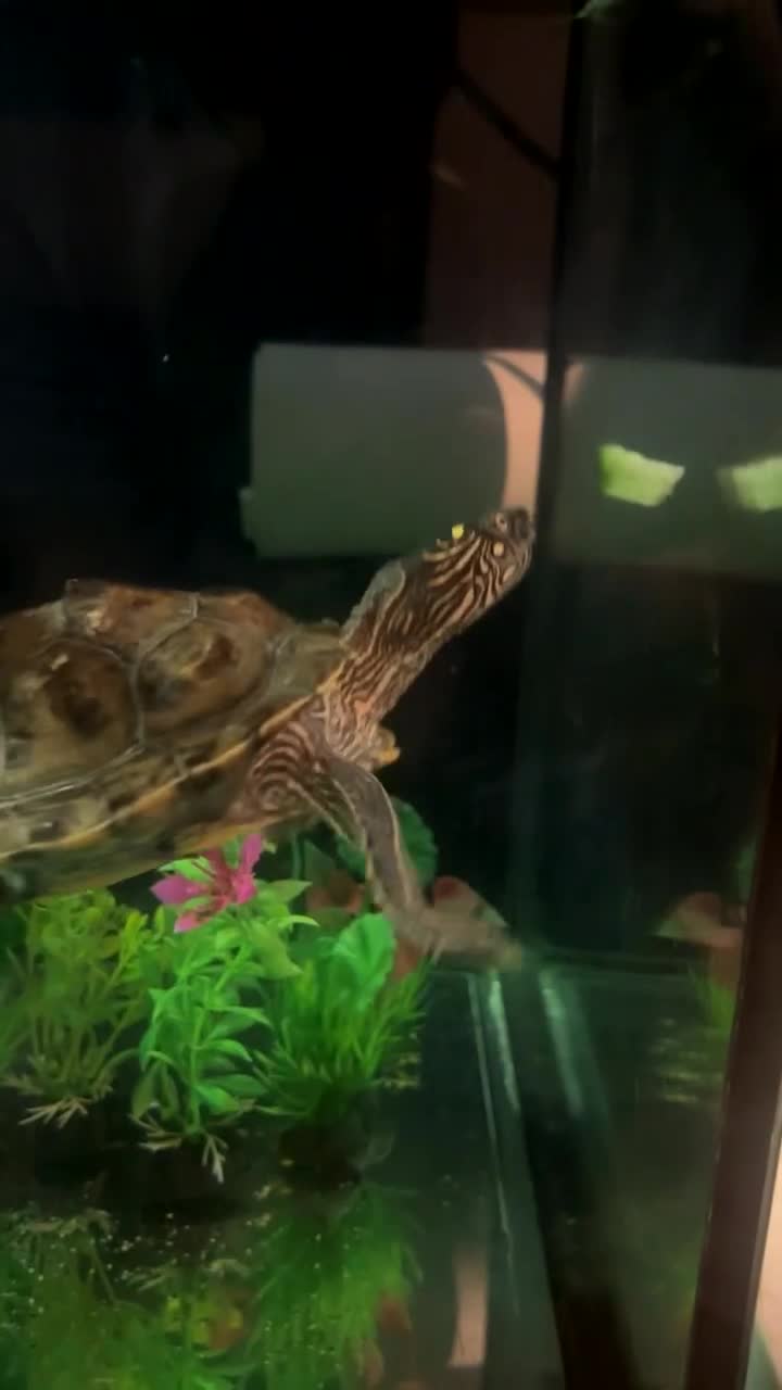 Turtle reptiles for sale: Beautiful Turtle - Video 3