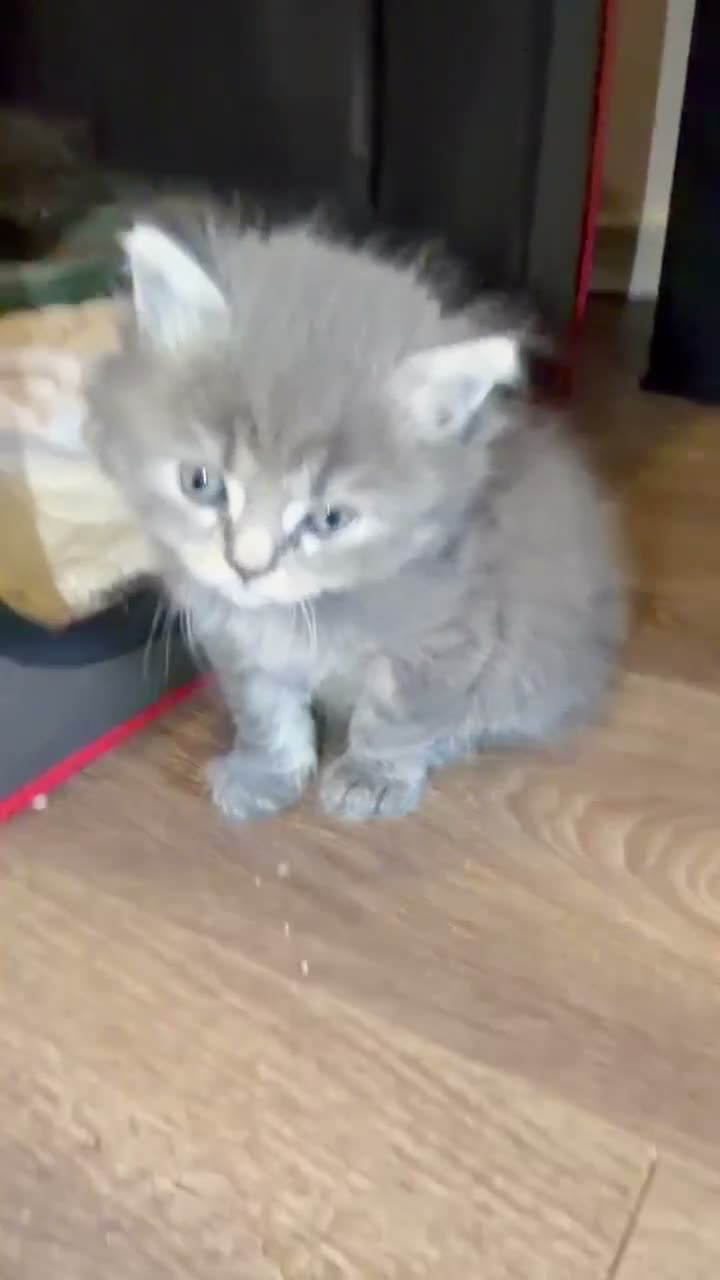 Mixed Breed cats for sale: Beautiful fluffy kittens  in Doncaster - Video 3