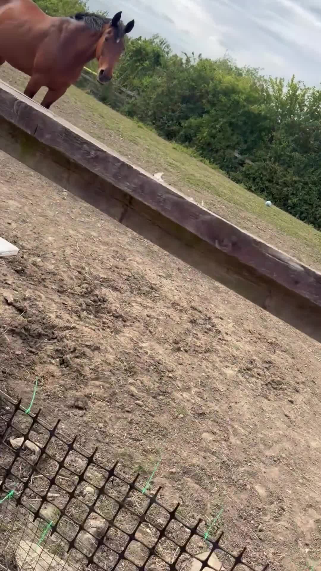 Goats livestock for sale: Friendly Pygmy goats youngsters  in Rochester - Video 1