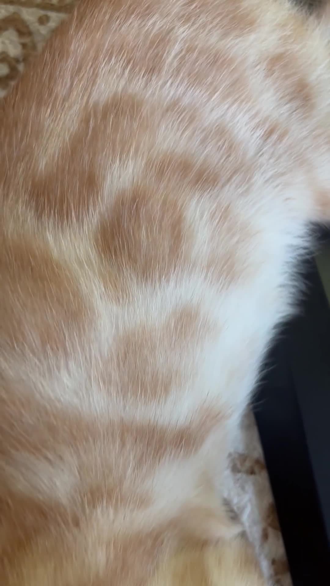 Bengal cats for sale: Unique Bengal Kittens  - Video 5