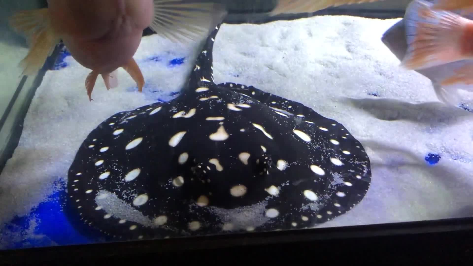 Other/Mixed Breed fish for sale: Black diamond stingray leopoldi in Reading - Video 2