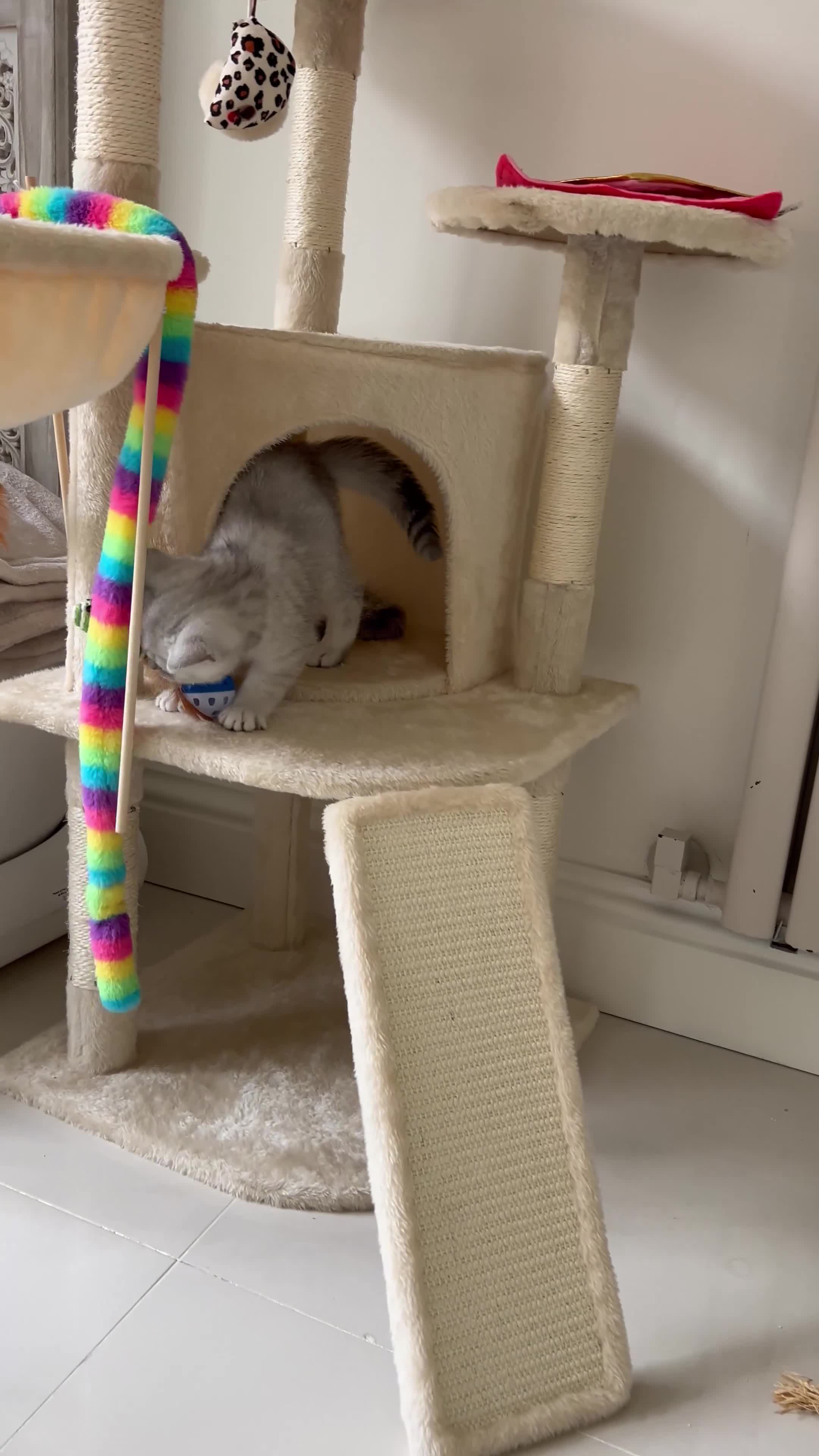 British Shorthair cats for sale: Male British short hair kitten - Video 3
