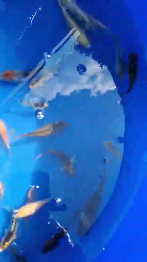 Koi Carp fish for sale: Koi for sale - Video 1