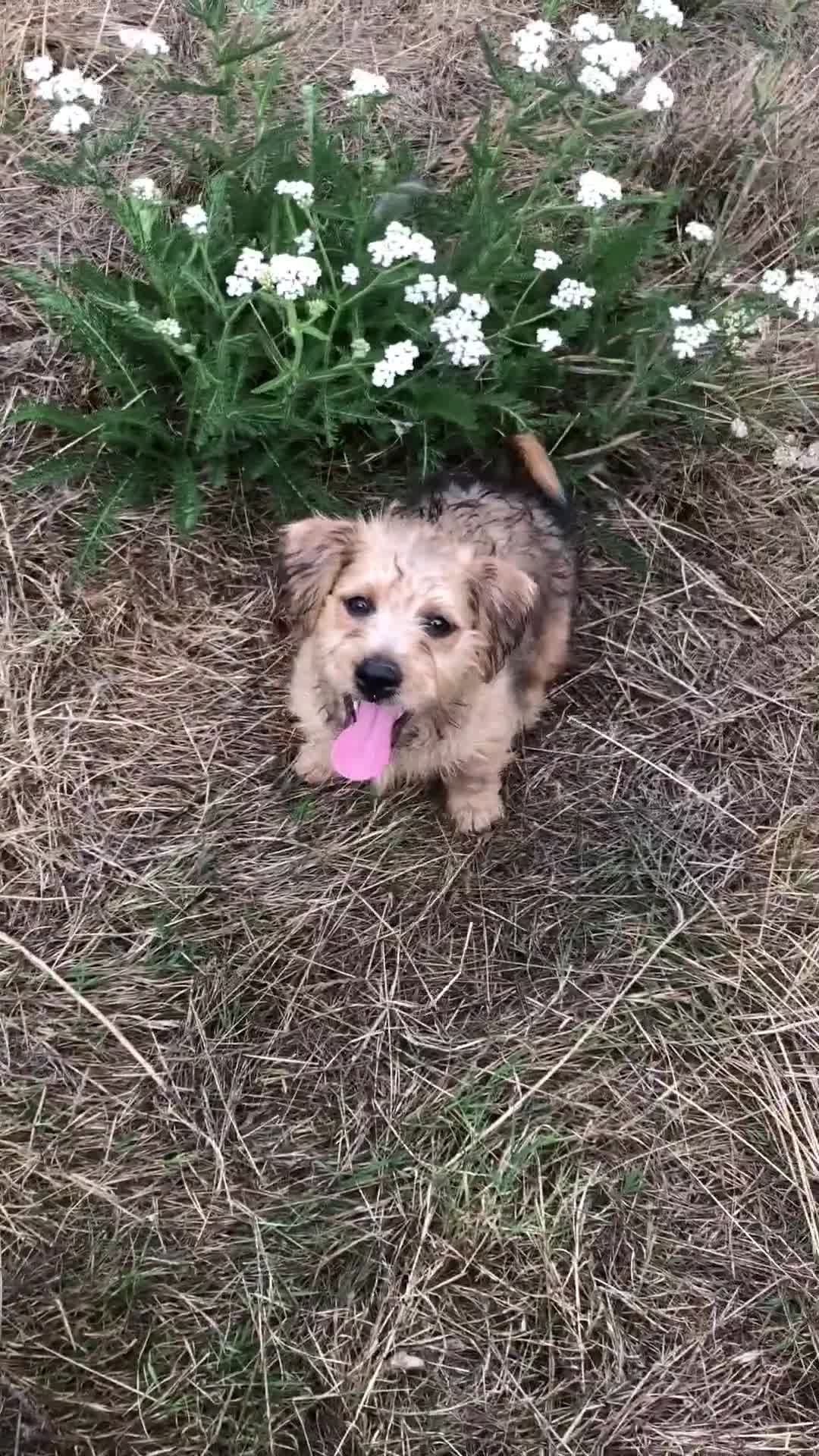 Mixed Breed dogs for sale: Terrier Patterdale x Sealyham  puppies - Video 1