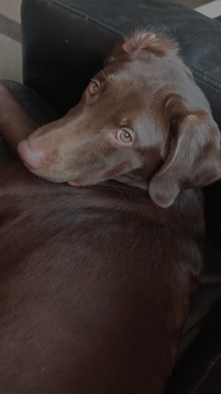 Labrador Retriever dogs for sale: Chocolate Labrador puppy - Video 1