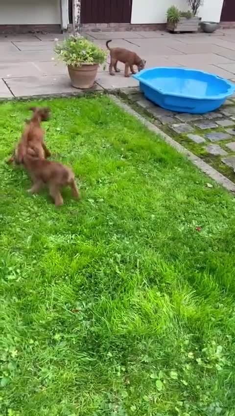 Irish Terrier dogs for sale: BEAUTIFUL KCREGISTERED, CHAMPION, IRISH TERRIERS - Video 1