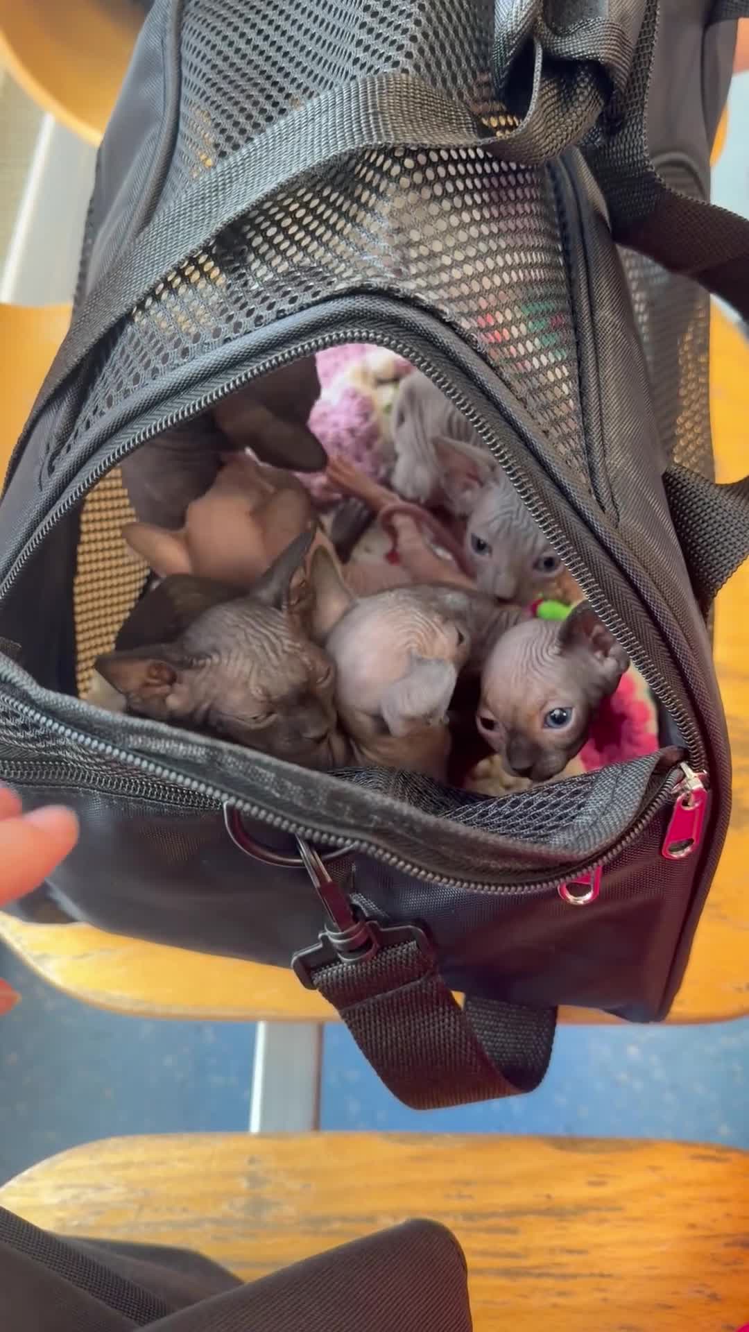 Sphynx cats for sale: New Sphynx Litter Available Now! - Video 3