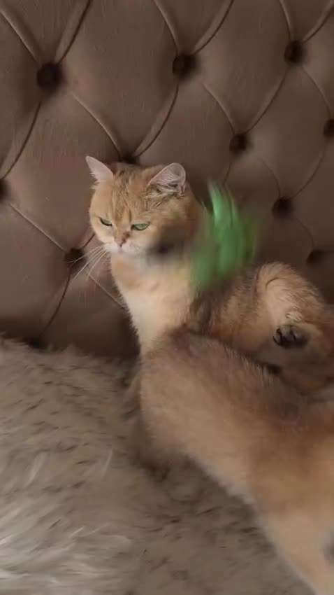 British Longhair cats for sale: British Longhair/Shorthair black golden shaded  - Video 3